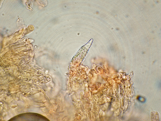 Quiz N. 3 (Peniophora incarnata)