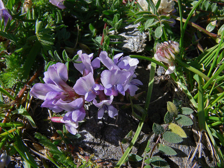 Oxytropis sp