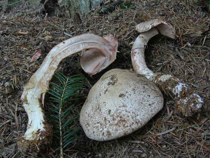 Agaricus silvaticus