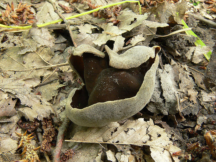 Helvella da determinare