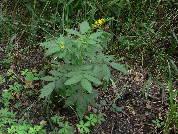 Agrimonia eupatoria