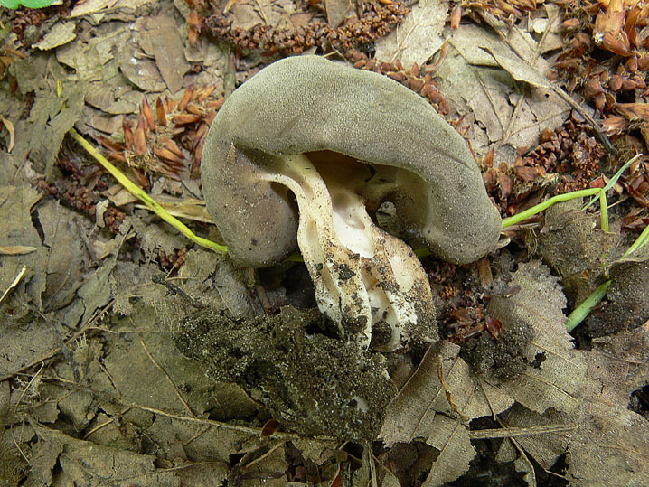 Helvella da determinare