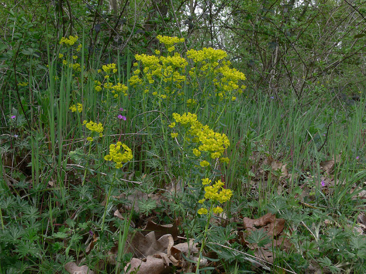 Euphorbia cyparissias / Euforbia cipressina