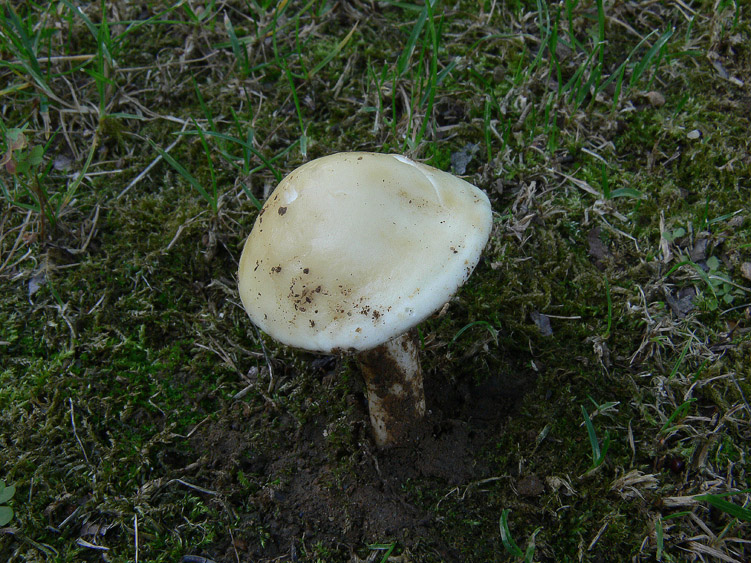 Singolo carpoforo da determinare (cfr. Agrocybe praecox)