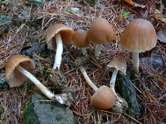 Psathyrella da determinare