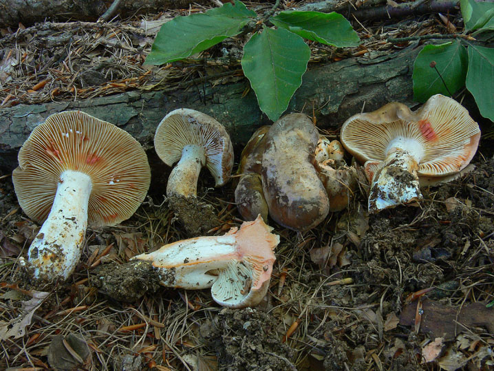 Alcuni Lactarius sulle Alpi Cozie