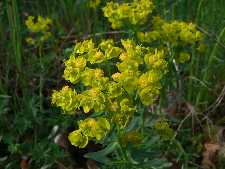 Euphorbia cyparissias / Euforbia cipressina