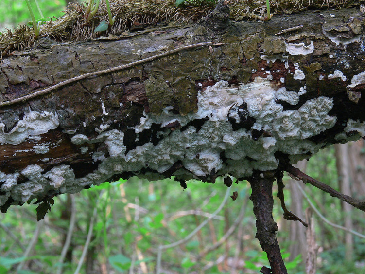 Intrusi tra gli  Aphyllophorales