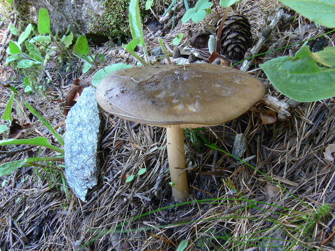 Melanoleuca polioleuca?