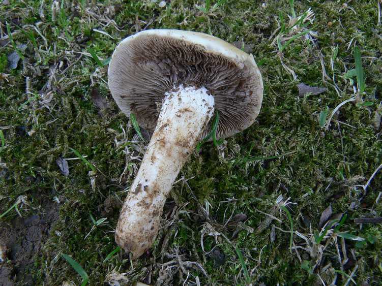 Singolo carpoforo da determinare (cfr. Agrocybe praecox)