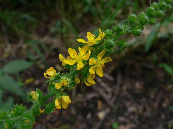 Agrimonia eupatoria