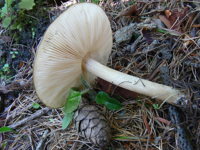 Melanoleuca polioleuca?