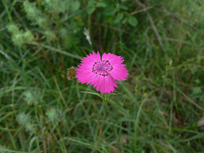 Dianthus seguieri