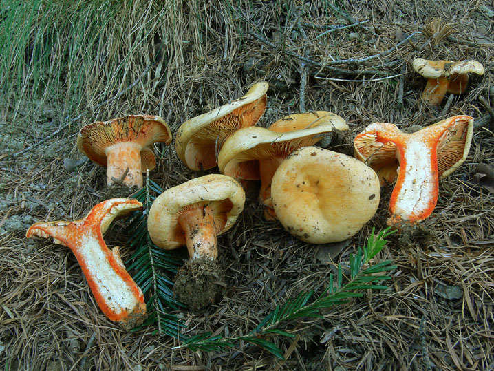 Alcuni Lactarius sulle Alpi Cozie