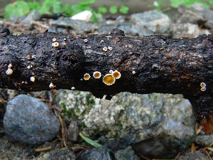 Lachnellula occidentalis (G.G. Hahn & Ayers) Dharne