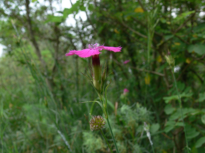 Dianthus seguieri