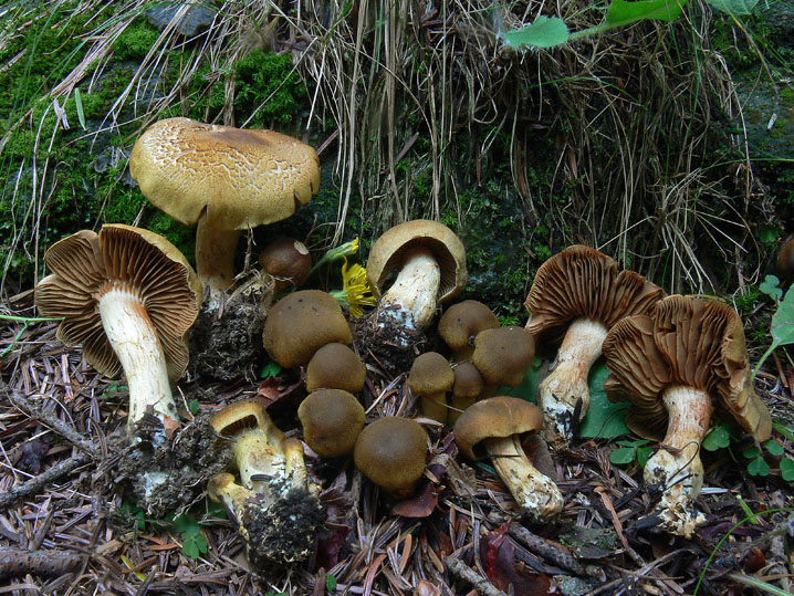 Cortinarius venetus s.l.