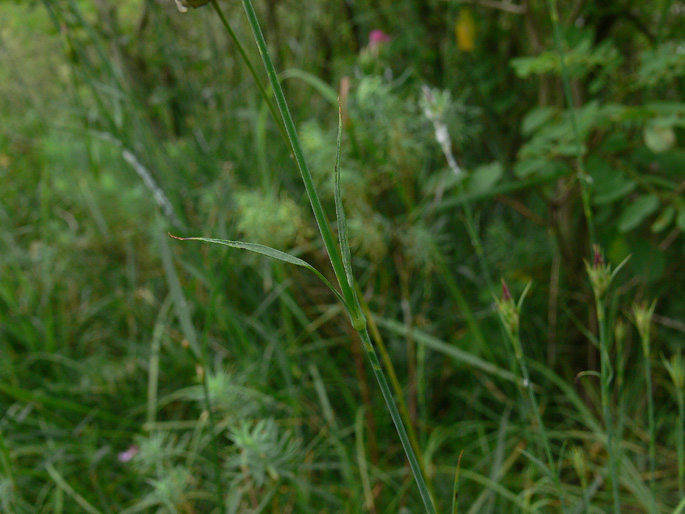 Dianthus seguieri