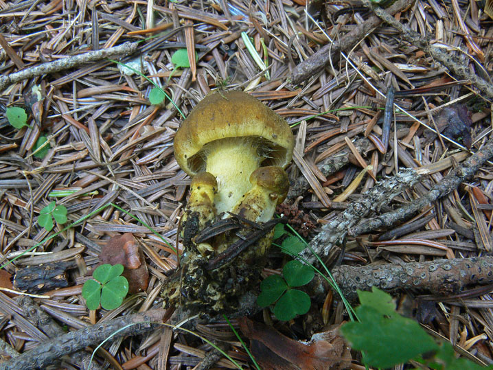 Cortinarius venetus s.l.