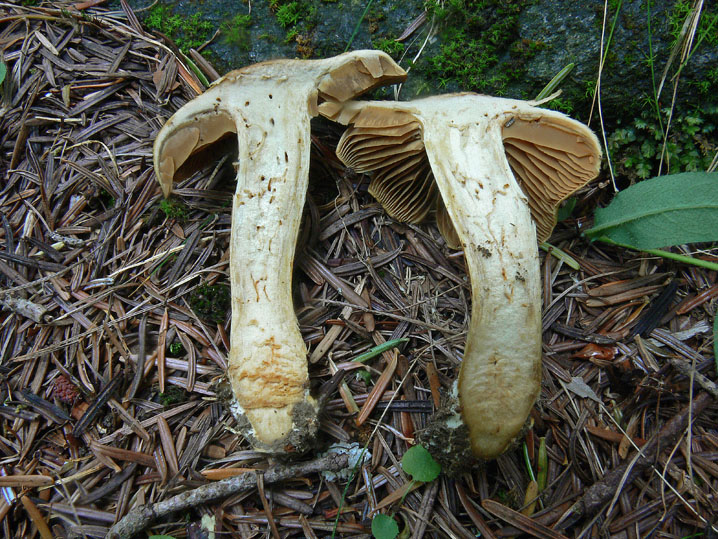 Cortinarius venetus s.l.