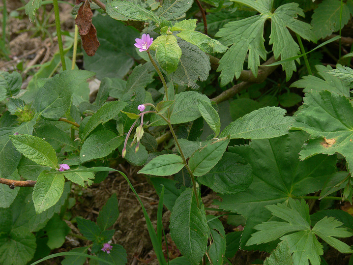 Epilobium montanum