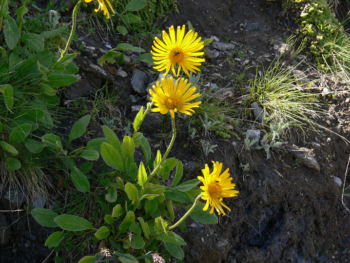 Doronicum clusii