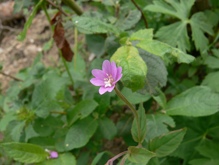 Epilobium montanum