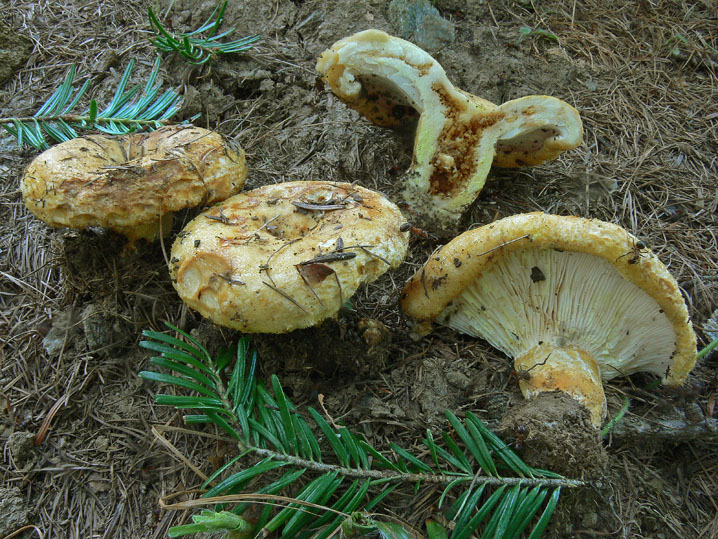 Alcuni Lactarius sulle Alpi Cozie