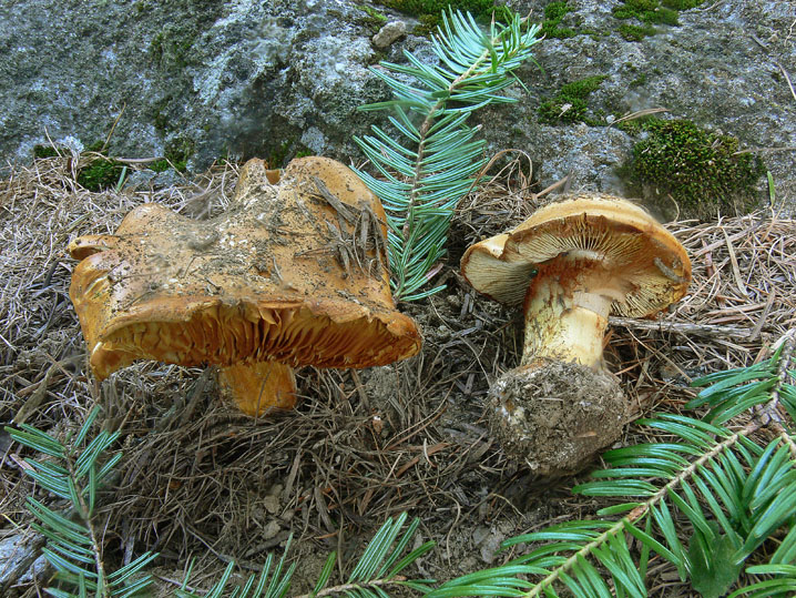 Cortinarius da determinare