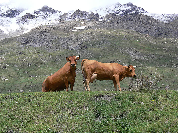 Scenari alpini