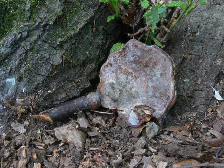 In attesa della pioggia