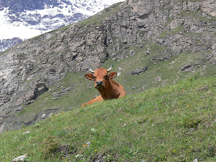 Scenari alpini