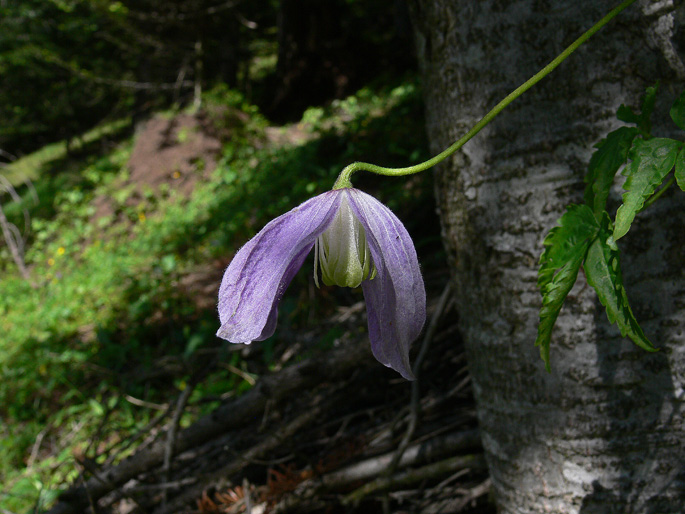 Scenari alpini