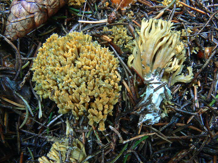 Ramaria abietina