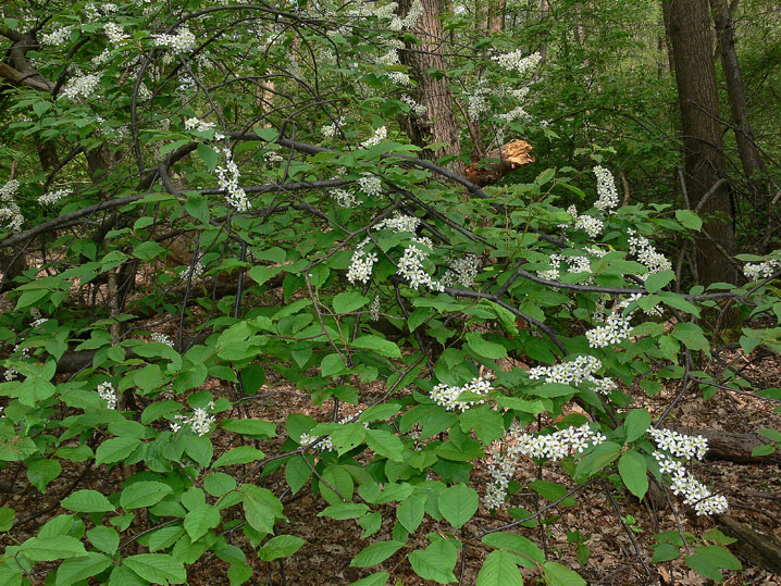 Prunus padus / Pado