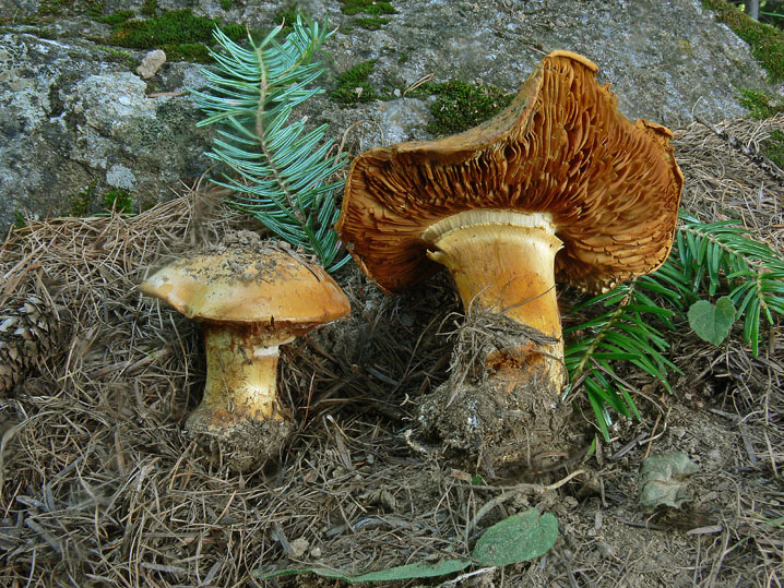 Cortinarius da determinare