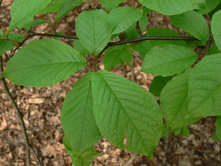 Prunus padus / Pado