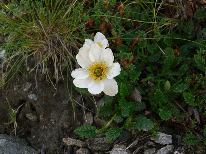 Dryas octopetala / Camedrio alpino