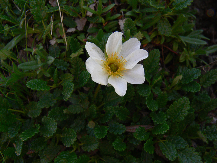 Dryas octopetala / Camedrio alpino