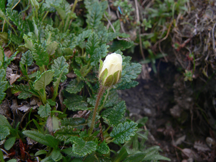 Dryas octopetala / Camedrio alpino