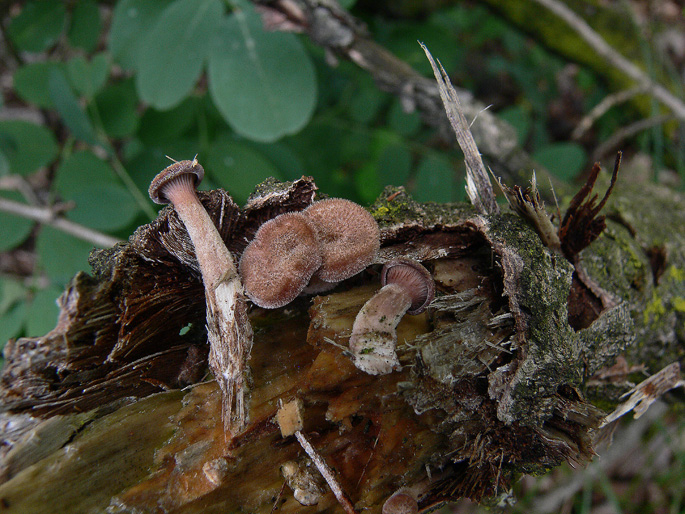 Da determinare (cfr. Panus rudis) (Lentinus strigosus)