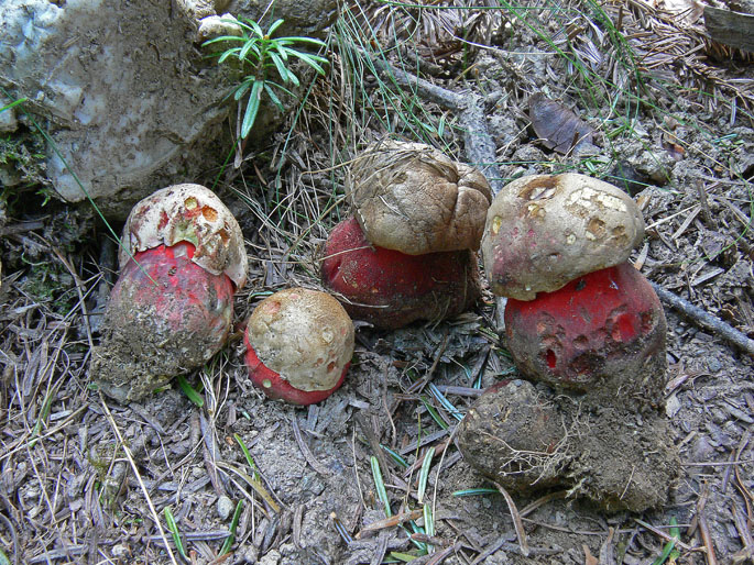 Lariceto ed Abetaia della Val di Susa