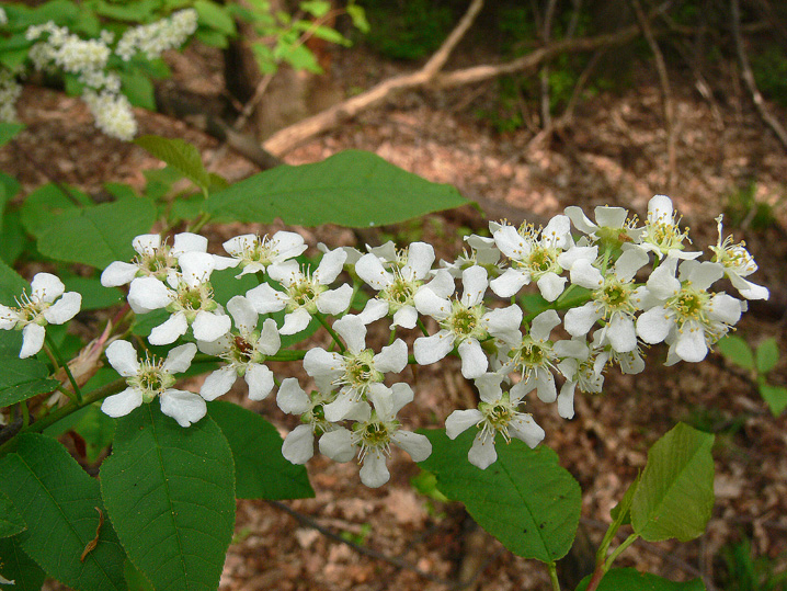 Prunus padus / Pado