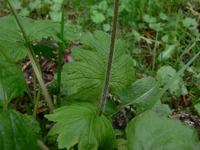 Primula matthioli (=Cortusa matthioli) / Cortusa di Mattioli