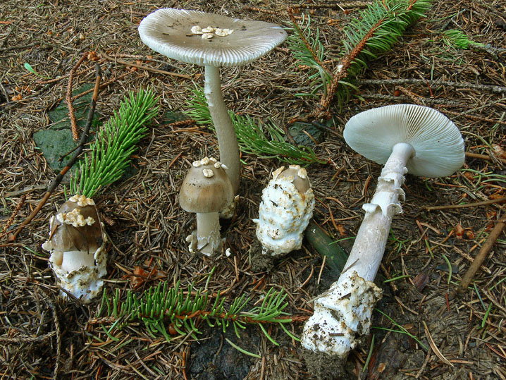 Amanita umbrinolutea?