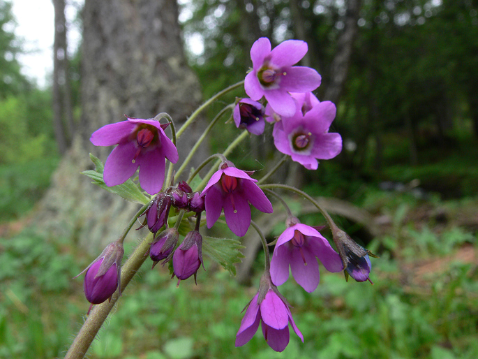 Primula matthioli (=Cortusa matthioli) / Cortusa di Mattioli