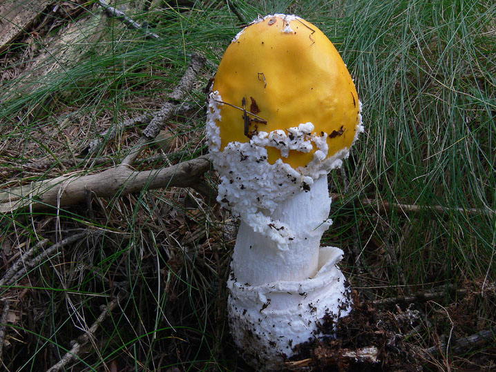 Amanita gemmata?