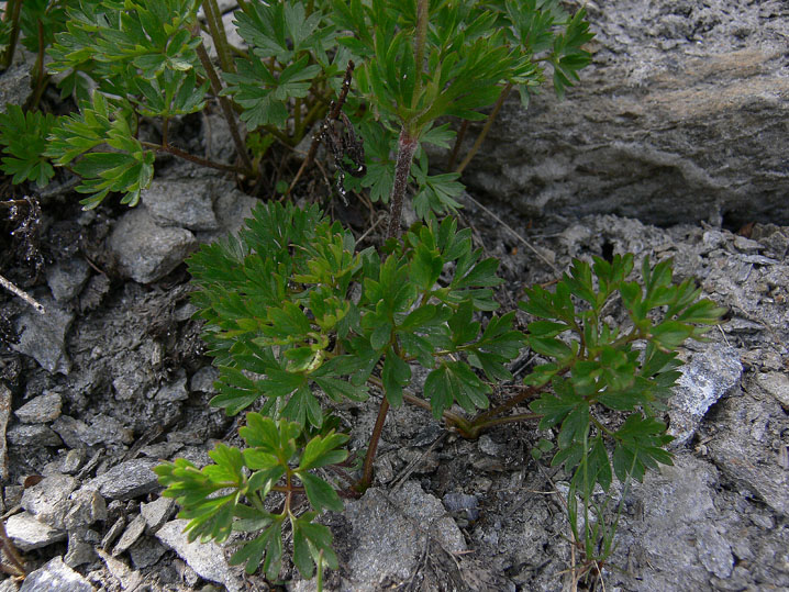 Anemonoides baldensis / Anemone del Monte Baldo