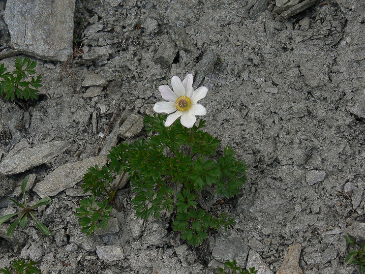 Anemonoides baldensis / Anemone del Monte Baldo