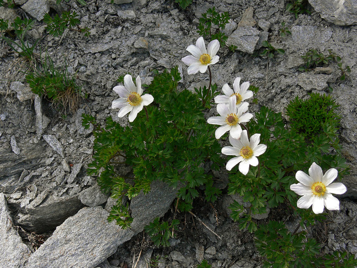 Anemonoides baldensis / Anemone del Monte Baldo